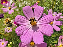 A honeybee on a Cosmos bipinnatus. Many flowers use vivid colors to signal to insects that they offer food like nectar. A honey bee on the Cosmos bipinnatus flower 2.jpg