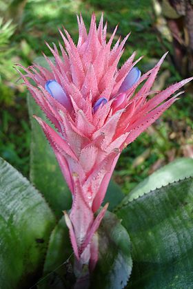 Inflorescência da Aechmea fasciata