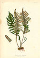 Polypodium incanum by Alois Lunzer from The Native Flowers and Ferns of the United States