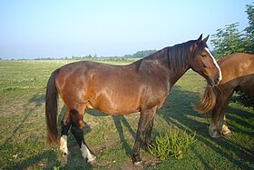 Image illustrative de l’article Frison oriental (cheval)