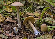 Amanita flavescens