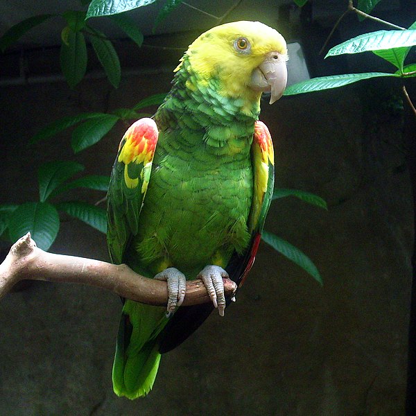 600px-Amazona_oratrix_-Vancouver_Aquarium-8a-4c.jpg