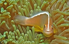 Amphiprion sandaracinos en Banda Aceh, Indonesia