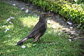 Amsel weiblich