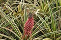 Ananas bracteatus, Dole Pineapple Plantation, Oahu, Hawaii, USA2.jpg