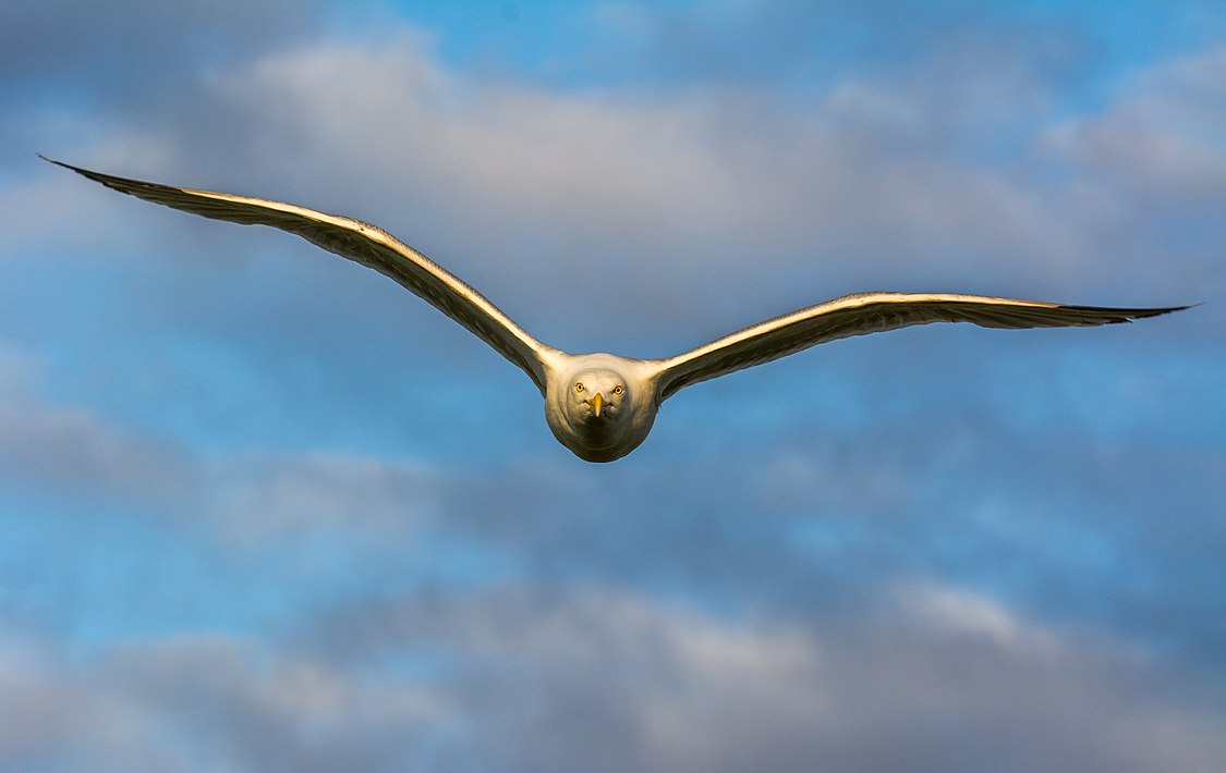 :File:Angreifende Silbermöwe auf Spiekeroog, Nationalpark niedersächsisches Wattenmeer - edited.jpg