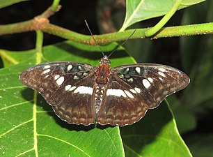 Dorsal view