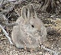 pygmy rabbit