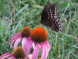 Papilio polyxenes