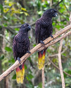 Black lory (nominated)