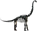 Esquelèta d'un Brachiosaurus, autre exemple de sauropòd