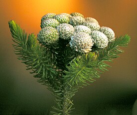 Brunia sp. Верхняя часть побега с хвоеобразными листьями и шишкообразными соцветиями (диаметром около 1 см), собранными в сложное соцветие.