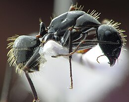Szőrös lóhangya (Camponotus aethiops)