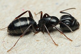 Солдат Camponotus fallax