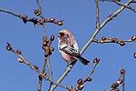 Миниатюра для Файл:Carpodacus sibiricus 331155979.jpg