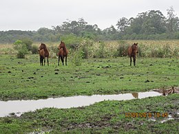 Içara – Veduta