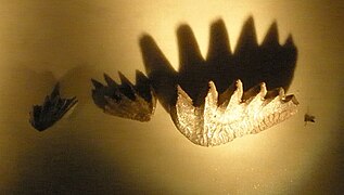 Placas dentales de Ceratodus.