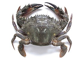 Самиця Charybdis japonica