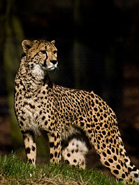 Cheetah looking.jpg