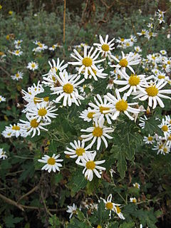 Description de l'image Chrysanthemum japonense1.jpg.