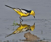 Citrine wagtail