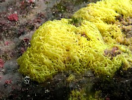 Clathrina darwini