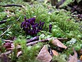 Clavaria zollingeri