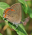 Satyrium titus (coral hairstreak) Adult, ventral view of wings.