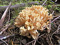 Ramaria botrytis tânără