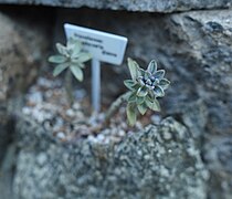 ×Pachyveria glauca — сорт 'Little Jewel'