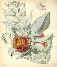 Eucalyptus macrocarpa