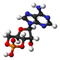 Cyclic adenosine monophosphate