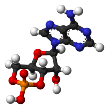 Cyklický-adenosin-monofosfát-3D-koule.png