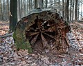9. Viharvert fa a dülmeni vadasparkban (Észak-Rajna-Vesztfália, Németország) (javítás)/(csere)