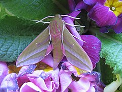 Deilephila elpenor (Sphingidae, Macroglossinae)