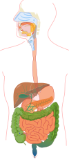 Digestive system without labels.svg