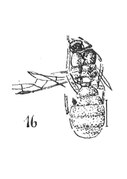 Dolichoderus affectus cotype R736.