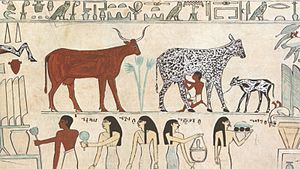 Old Egyptian hieroglyphic painting showing an ...