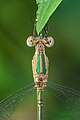 Emerald spreadwing