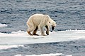 Истощенный белый медведь стоит на останках тающей льдины.