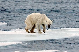 Vyhublý lední medvěd stojí na zbytcích tající ledové kry.