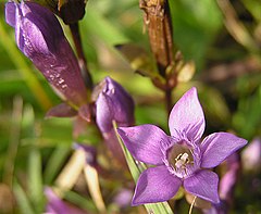 Gentianella germanica