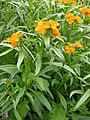 4 Erysimum x marshallii