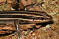 Head, showing two enlarged postlabial scales, diagnostic for this species compared to P. laticeps, see Georgia wildlife and Palmer et al. (1995)