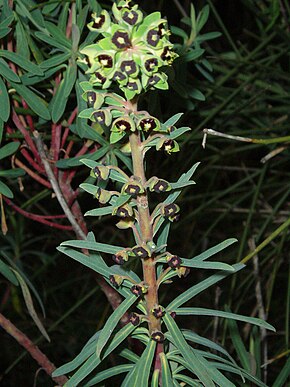 Descripcion d'l'imatge Euphorbia characias 1 .JPG.