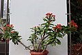 Euphorbia milii' во Ботаничката градина на ПМФ во Скопје.