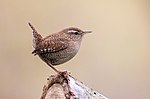 Miniatura para Troglodytes troglodytes