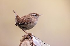 Troglodytes troglodytes troglodytes