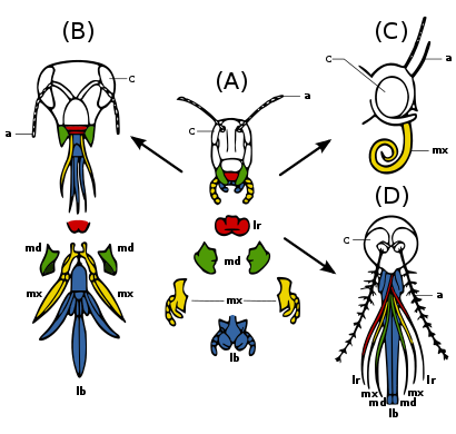 Evolution insect mouthparts coloured.svg