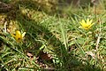 Lesser celandine on a wall at Sharptor